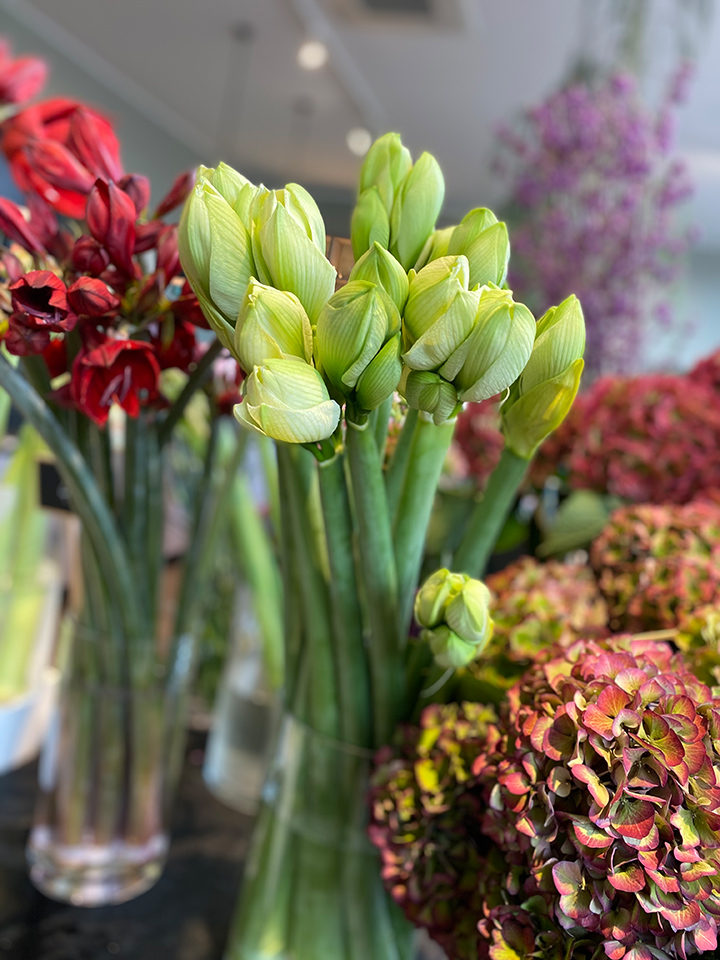 Advent Zuhause blumenhofkehr.de